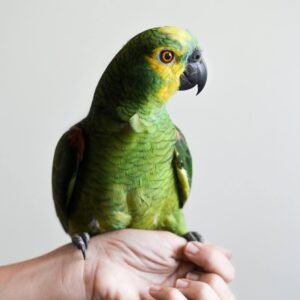 bird-4 bird-4